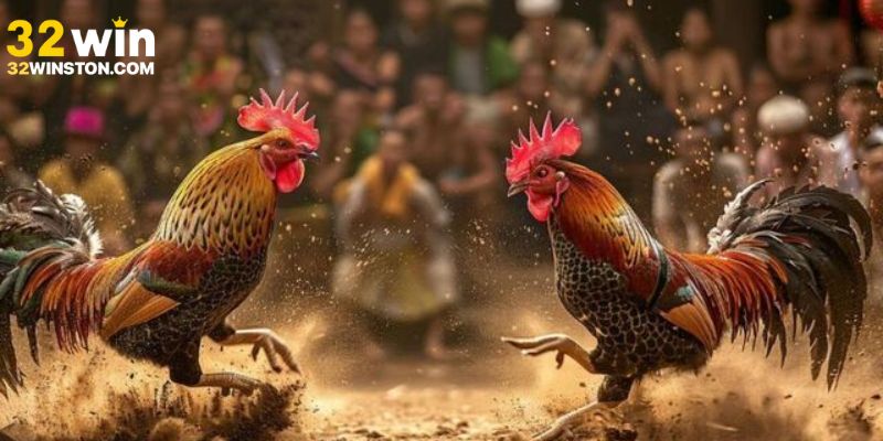 Bí quyết dự đoán kết quả đá gà mỹ hiệu quả