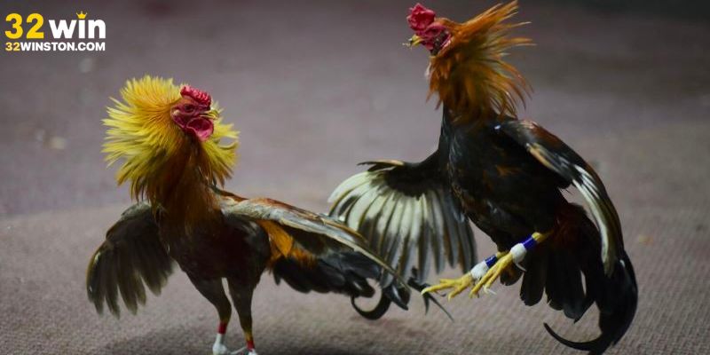 Đá gà cựa dao - khốc liệt hấp dẫn