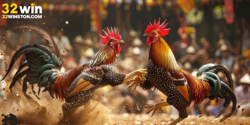 Hướng dẫn theo dõi trực tiếp đá gà Mỹ chất lượng