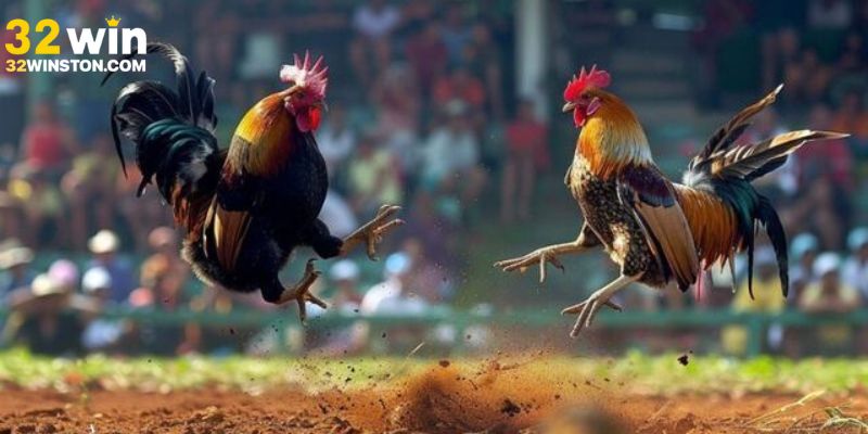 Trực tiếp đá gà Mỹ: Cập nhật lịch thi đấu mới nhất hôm nay